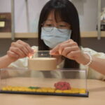 實驗動物減量成國際趨勢 國研院用器官晶片、仿生教具減少犧牲